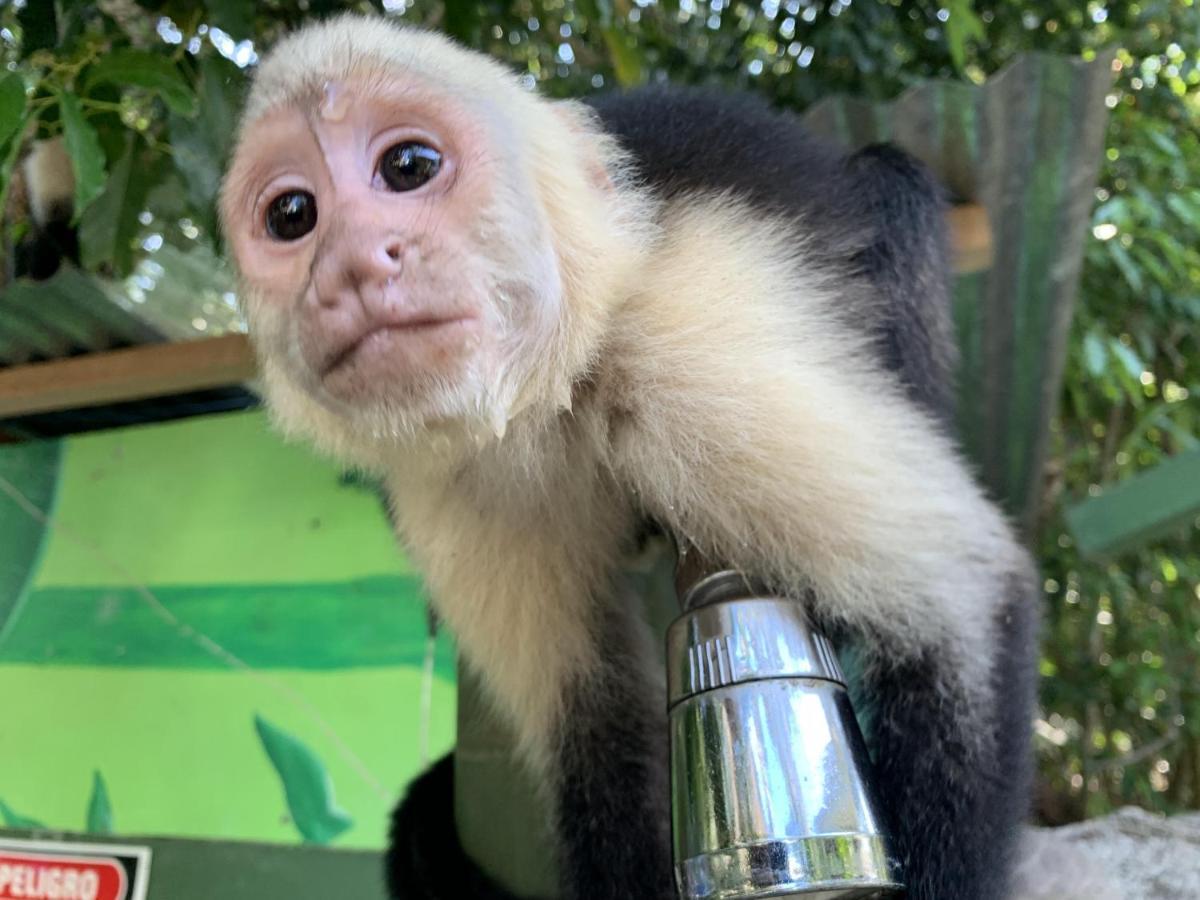 La Posada Jungle Hotel Manuel Antonio Zewnętrze zdjęcie
