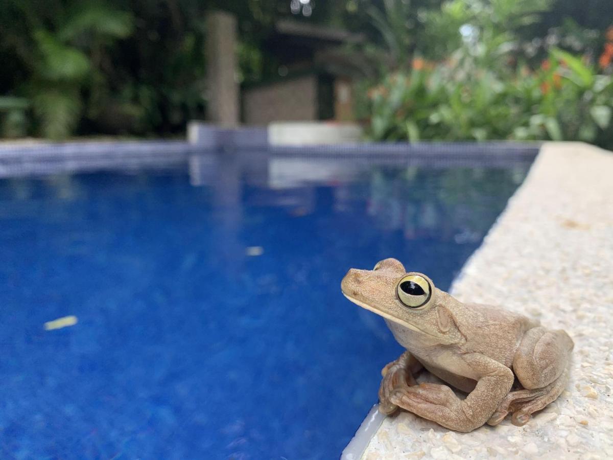 La Posada Jungle Hotel Manuel Antonio Zewnętrze zdjęcie
