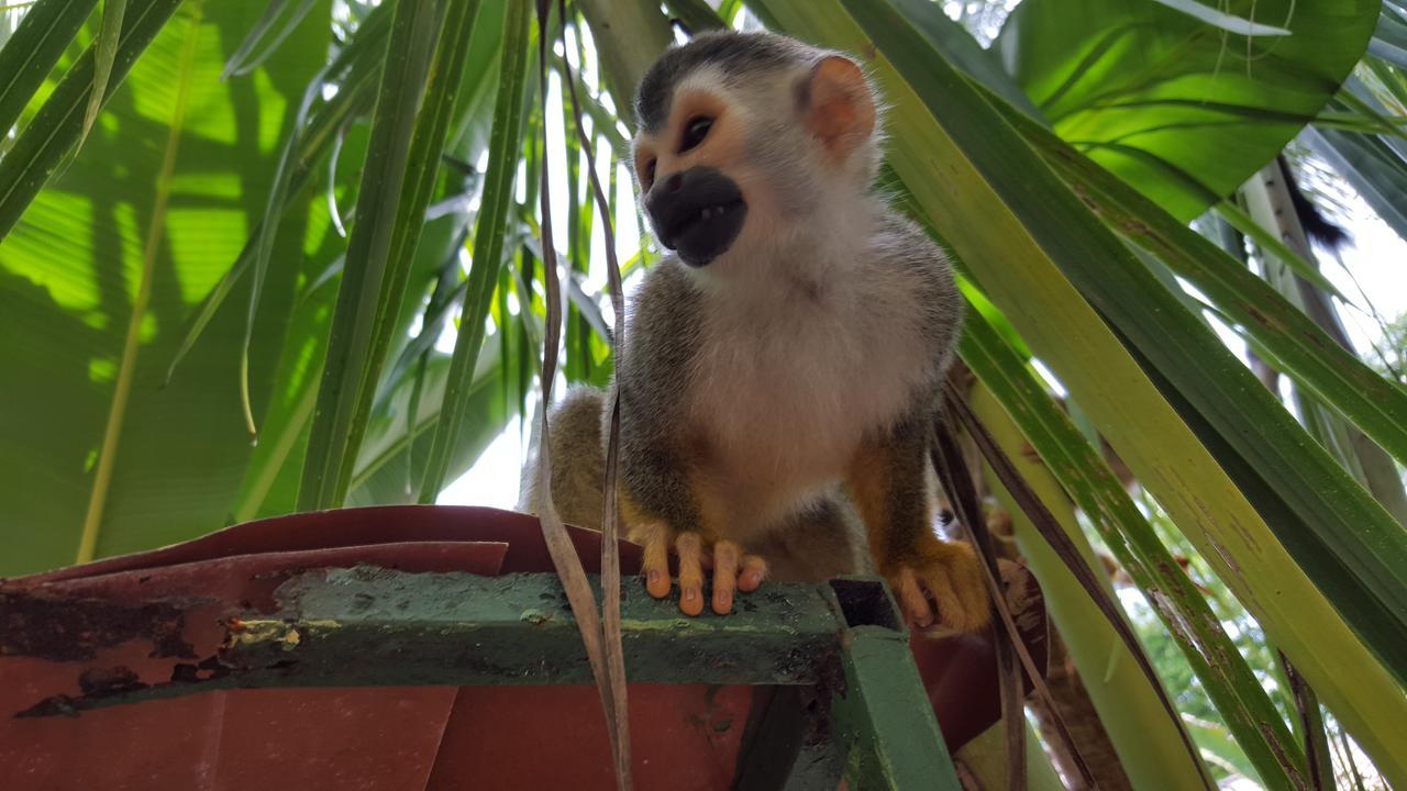 La Posada Jungle Hotel Manuel Antonio Zewnętrze zdjęcie