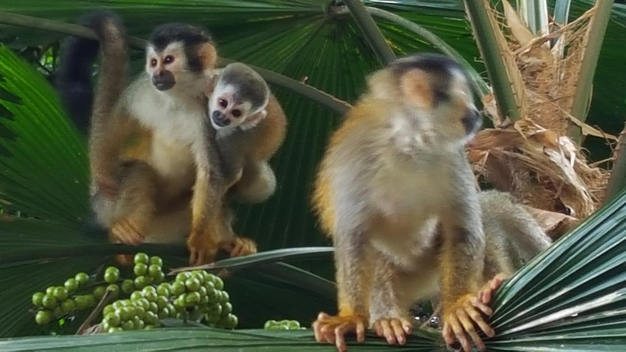 La Posada Jungle Hotel Manuel Antonio Zewnętrze zdjęcie